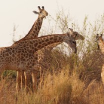 Giraffes in South Luangwa