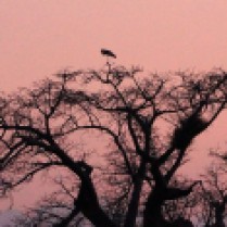 Storks on the baobab