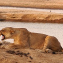 Lion pride on the river
