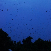 Bats in flight at Kasanka National Park